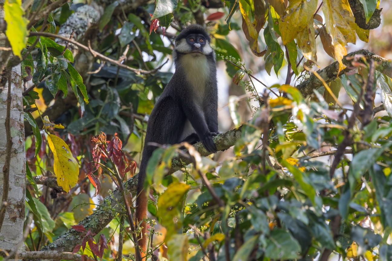 4542 Kibale Forest Witneusmeerkat.jpg
