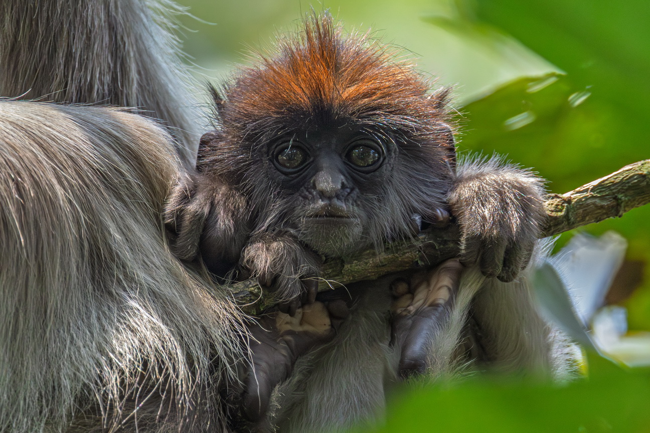 4586 Kibale Forest Rode Colobus.jpg