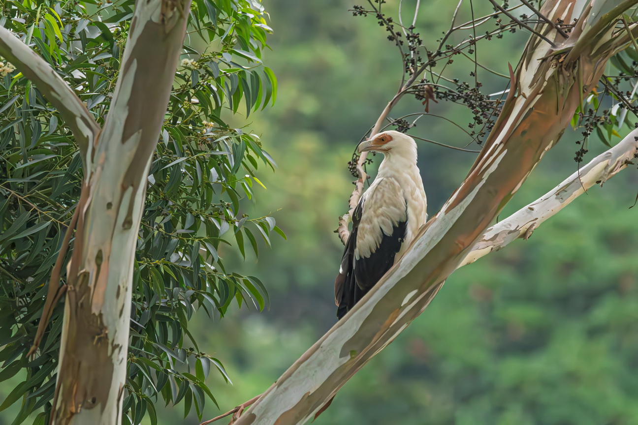 4596 Nkuruba Krater meer Palmgier.jpg