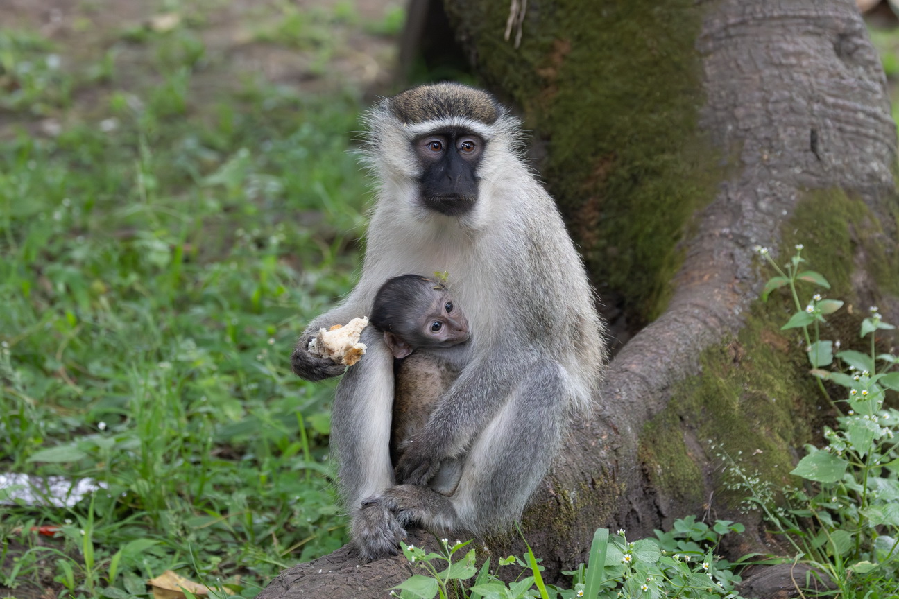4605 Nkuruba Krater meer Groene Meerkat.jpg