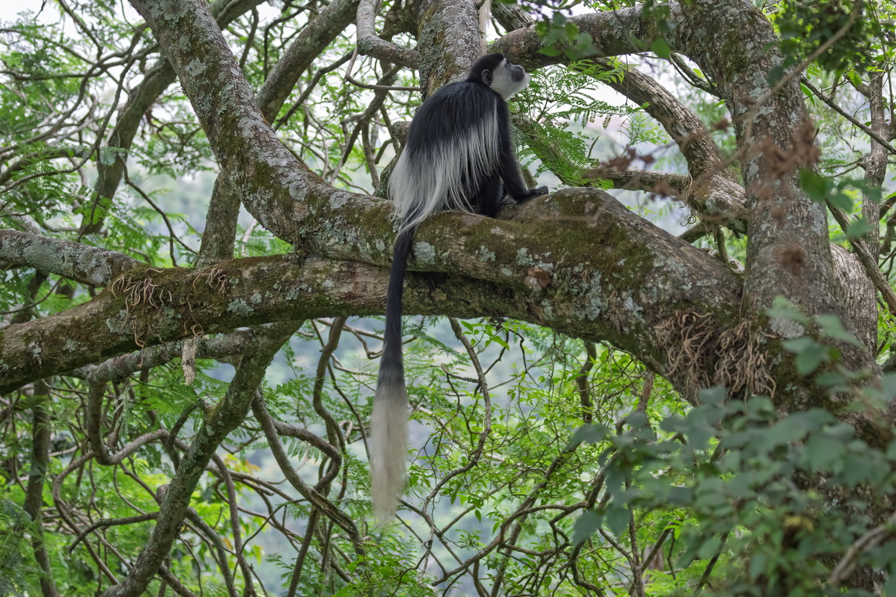 4616 Nkuruba Krater meer Franjeaap.jpg