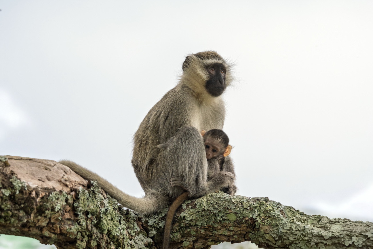 4623 Nkuruba Krater meer Groene Meerkat.jpg