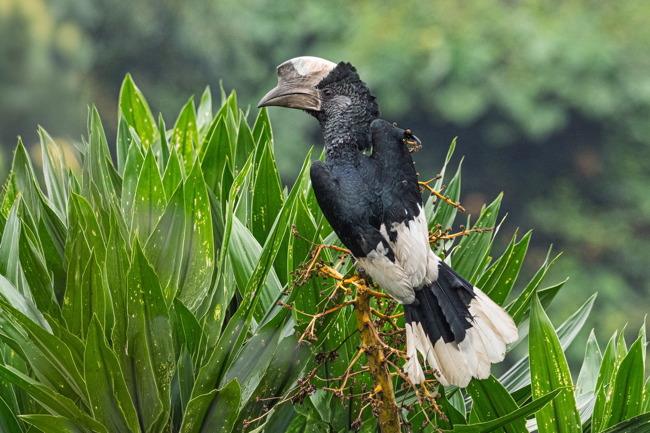 4656 Nkuruba Krater meer Grijsoorneushoornvogel.jpg