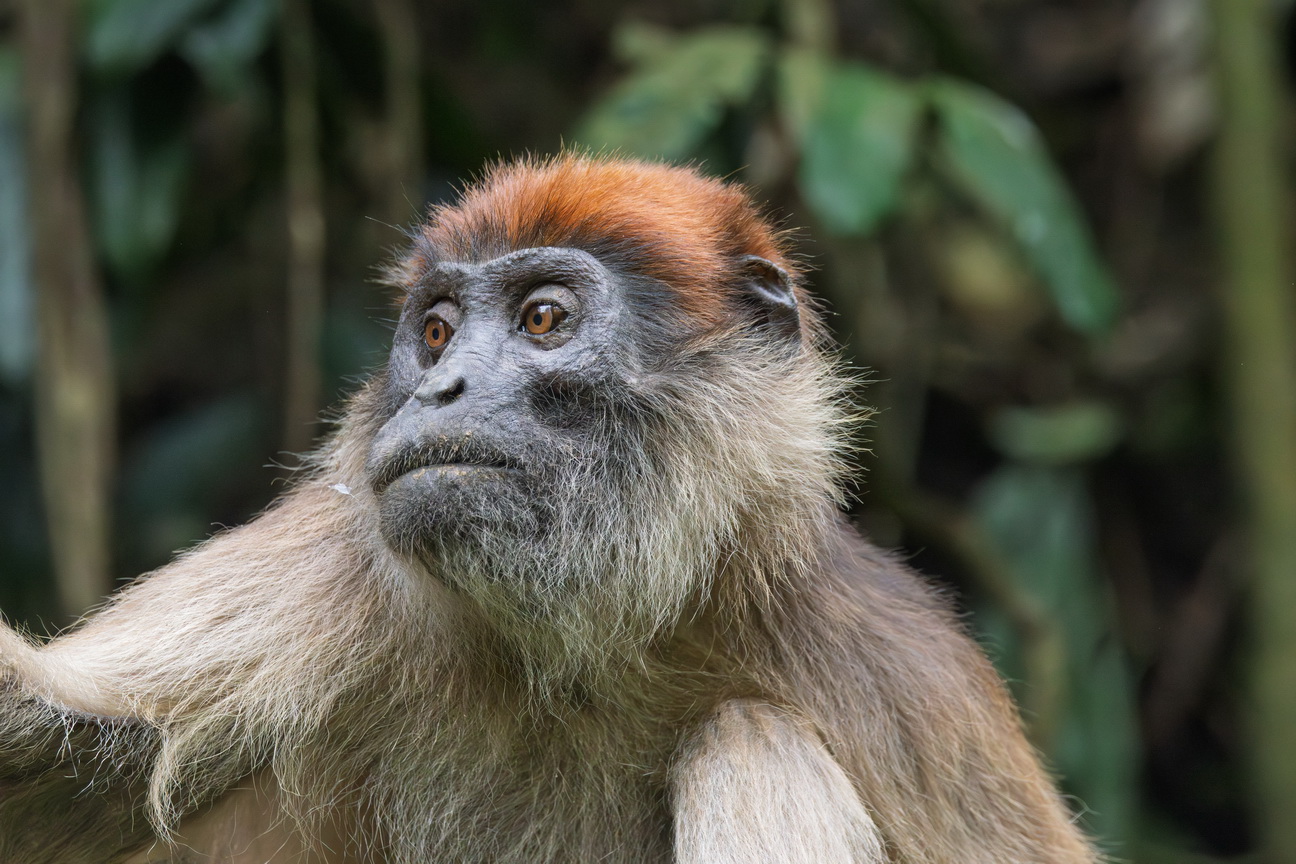 4667 Nkuruba Krater meer Rode Colobus.jpg