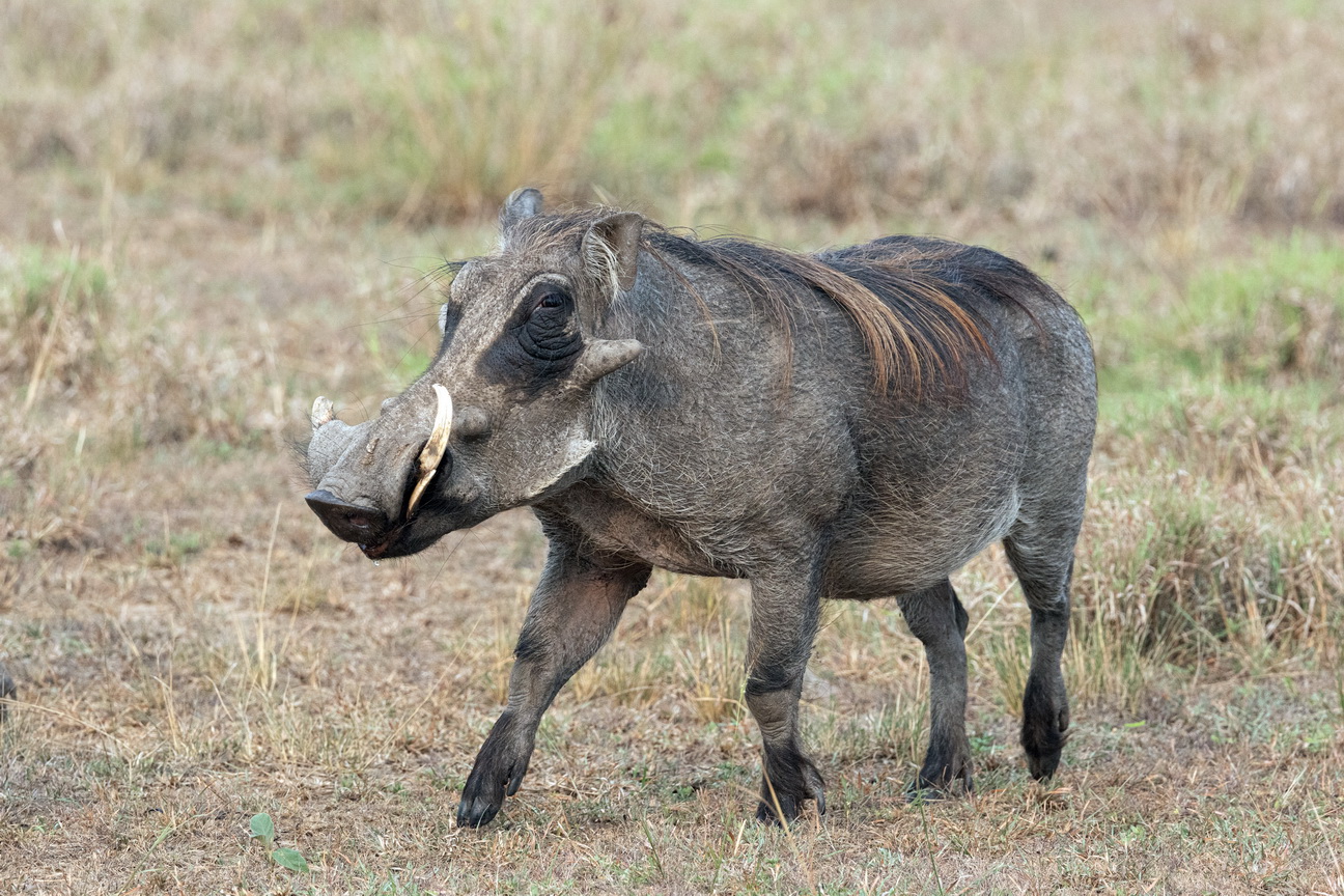 4712 Q E Park Wrattenzwijn.jpg