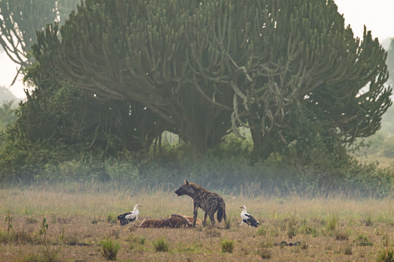 4722 Q E Park Hyena met palmgier.jpg