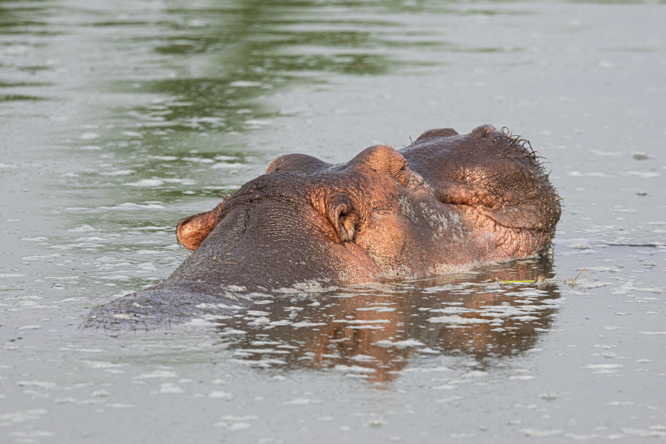 4751 Q E Park Nijlpaard.jpg