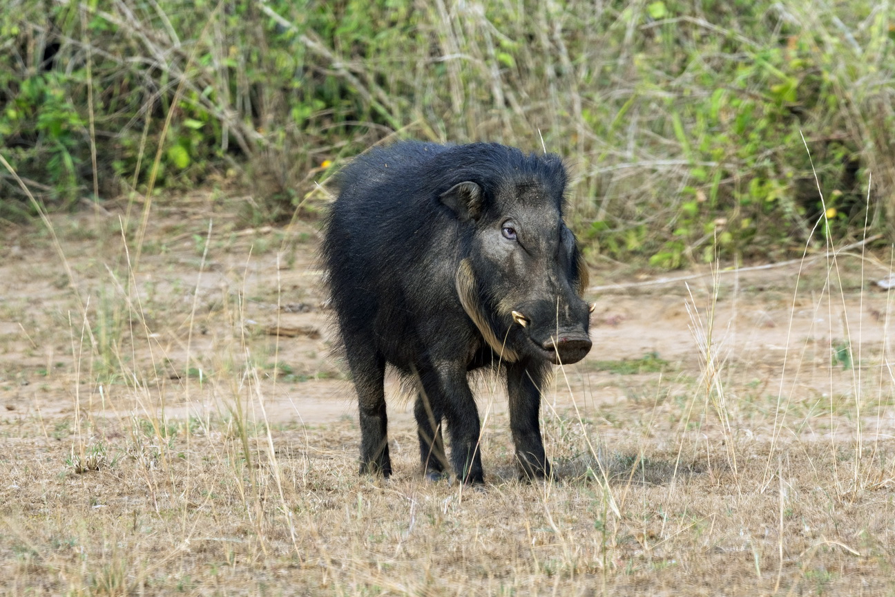 4762 Q E Park Reuze Bosvarken.jpg