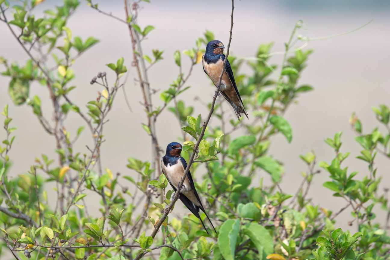 4767 Q E Park Boerenzwaluw.jpg