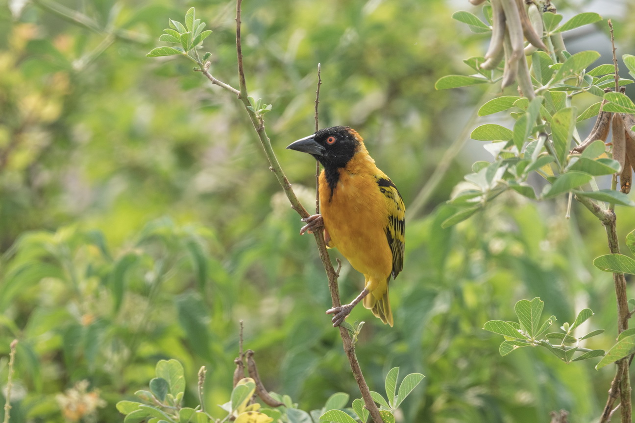 4774 Q E Park Jacksons Wever.jpg