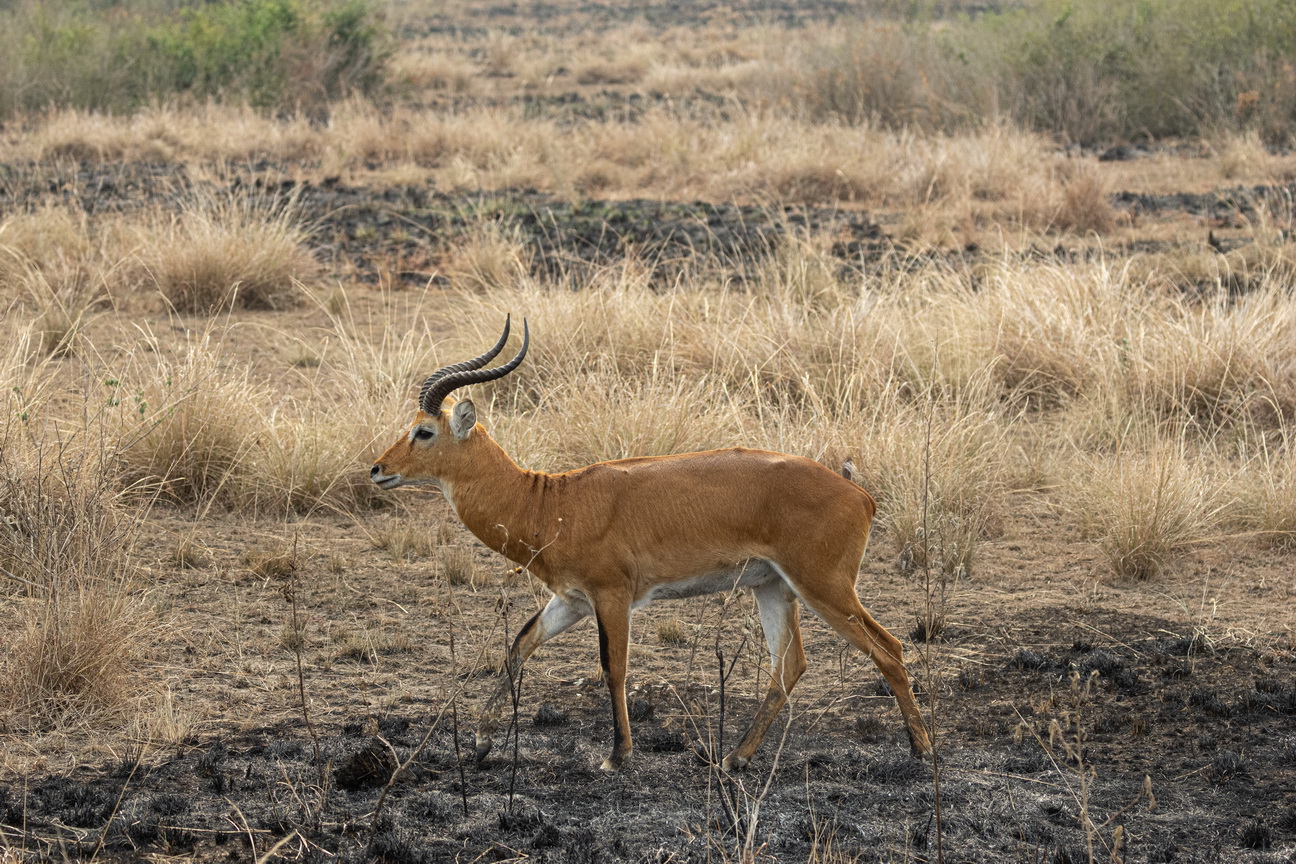 4807 Q E Park Uganda Kop.jpg