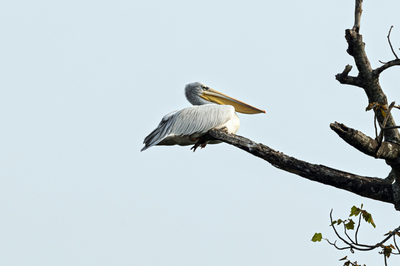 4831 Q E Park Witte Pelikaan.jpg