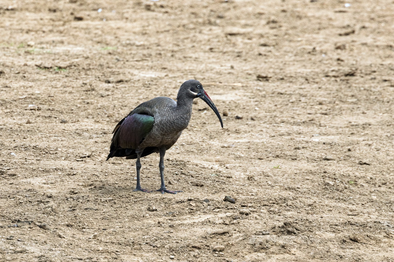 4865 Kazinga kanaal Hadada Ibis.jpg