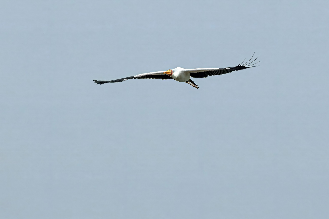 4872 Kazinga kanaal Nimmerzat.jpg