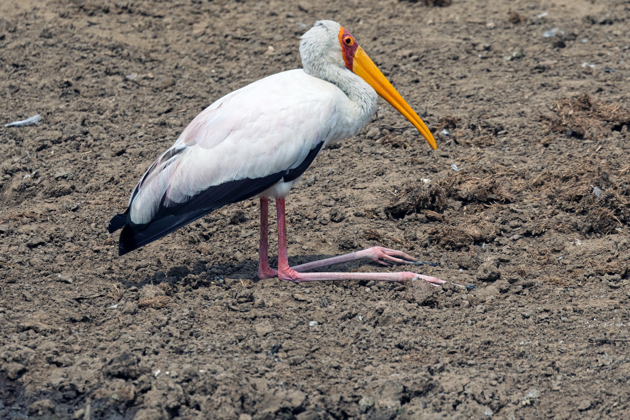 4876 Kazinga kanaal Nimmerzat.jpg