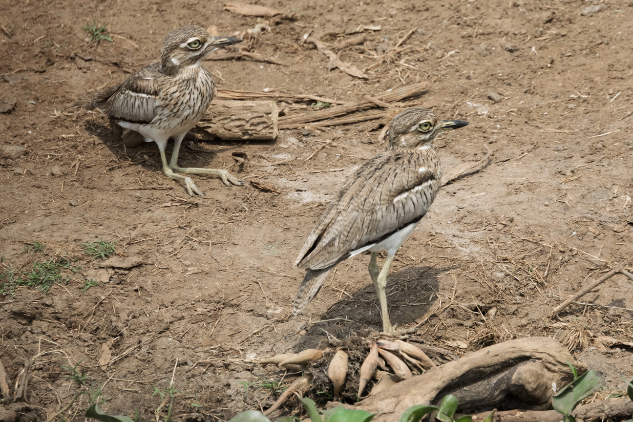 4899 Kazinga kanaal Kaapse Griel.jpg