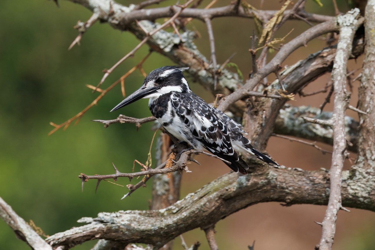 4906 Kazinga kanaal Bonte IJsvogel.jpg