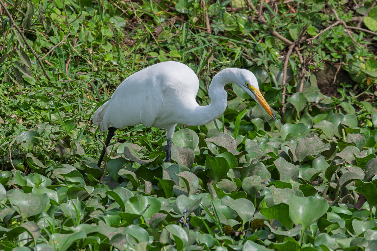 4908 Kazinga kanaal Grote Zilverreiger.jpg