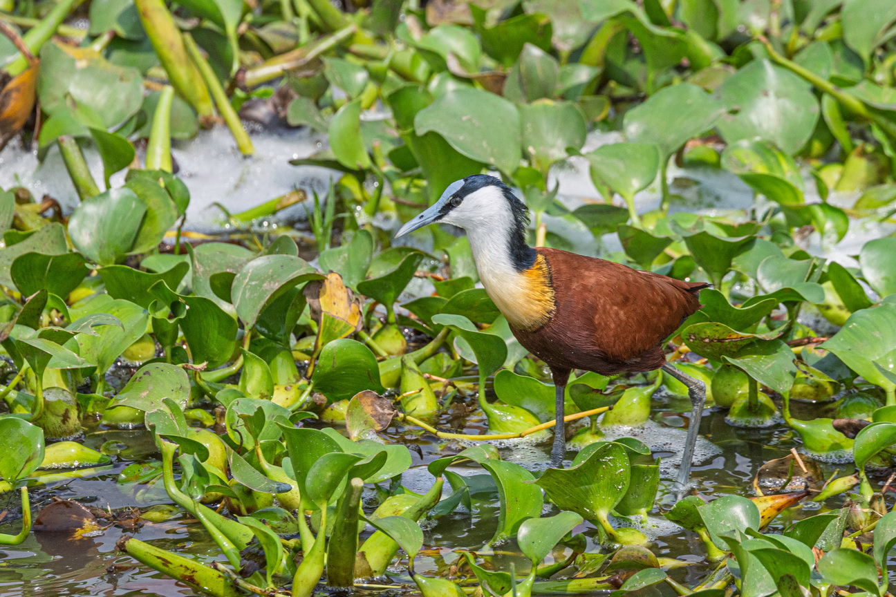 4909 Kazinga kanaal Afrikaanse Jacana.jpg