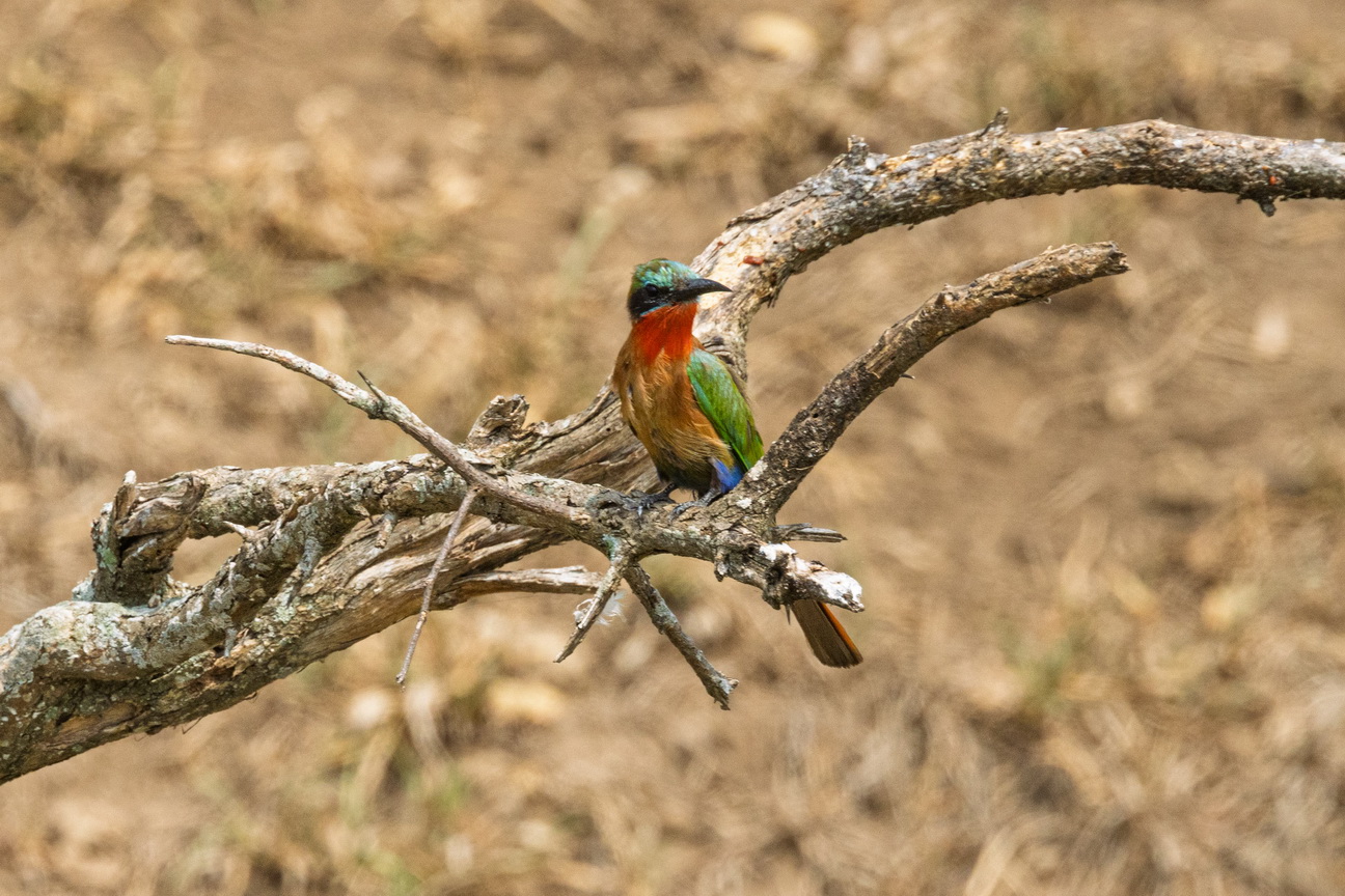 4912 Kazinga kanaal Roodkeelbijeneter.jpg