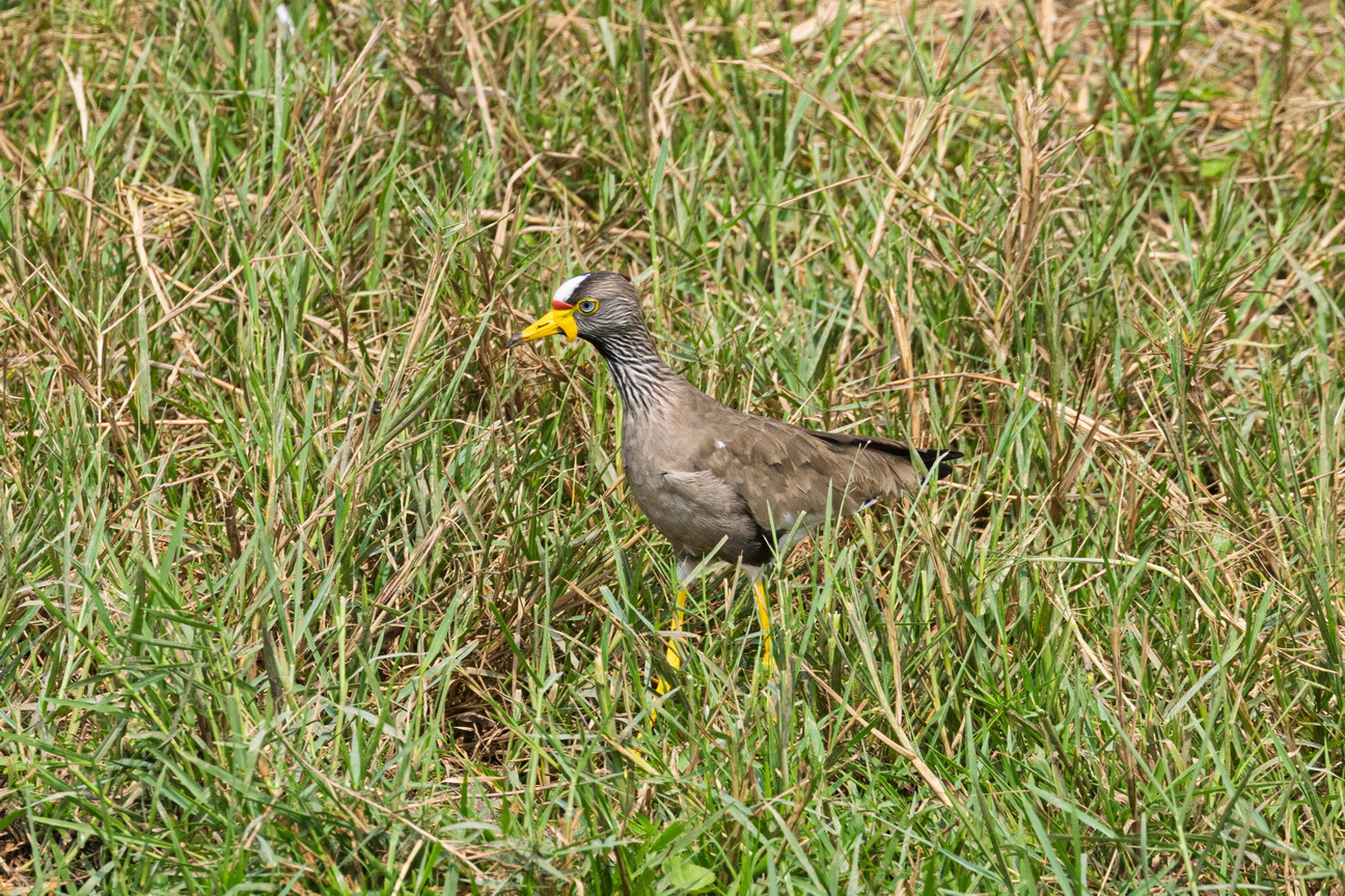 4919 Kazinga kanaal Lelkievit.jpg