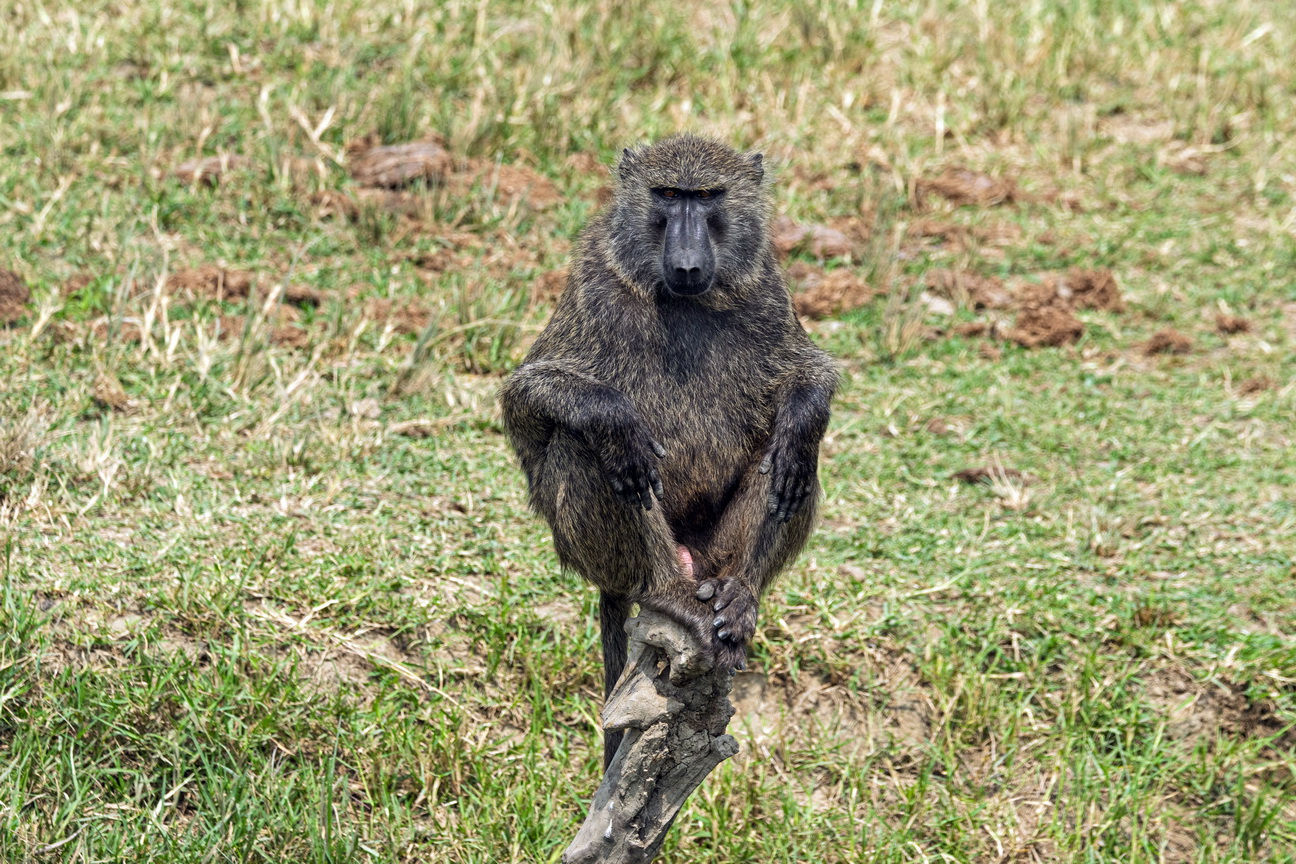 4921 Kazinga kanaal Baviaan.jpg