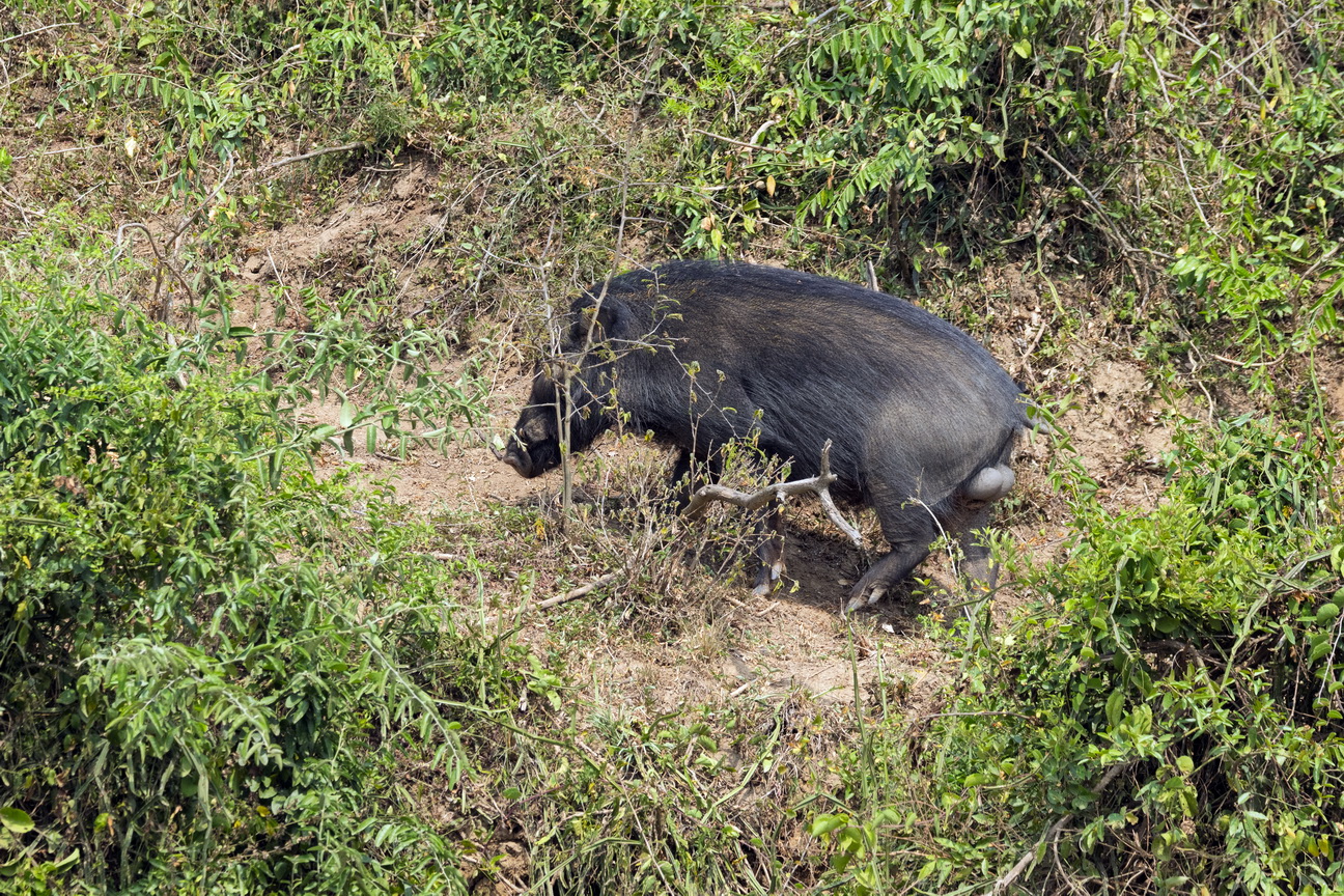 4922 Kazinga kanaal Reuzen Bosvarken.jpg