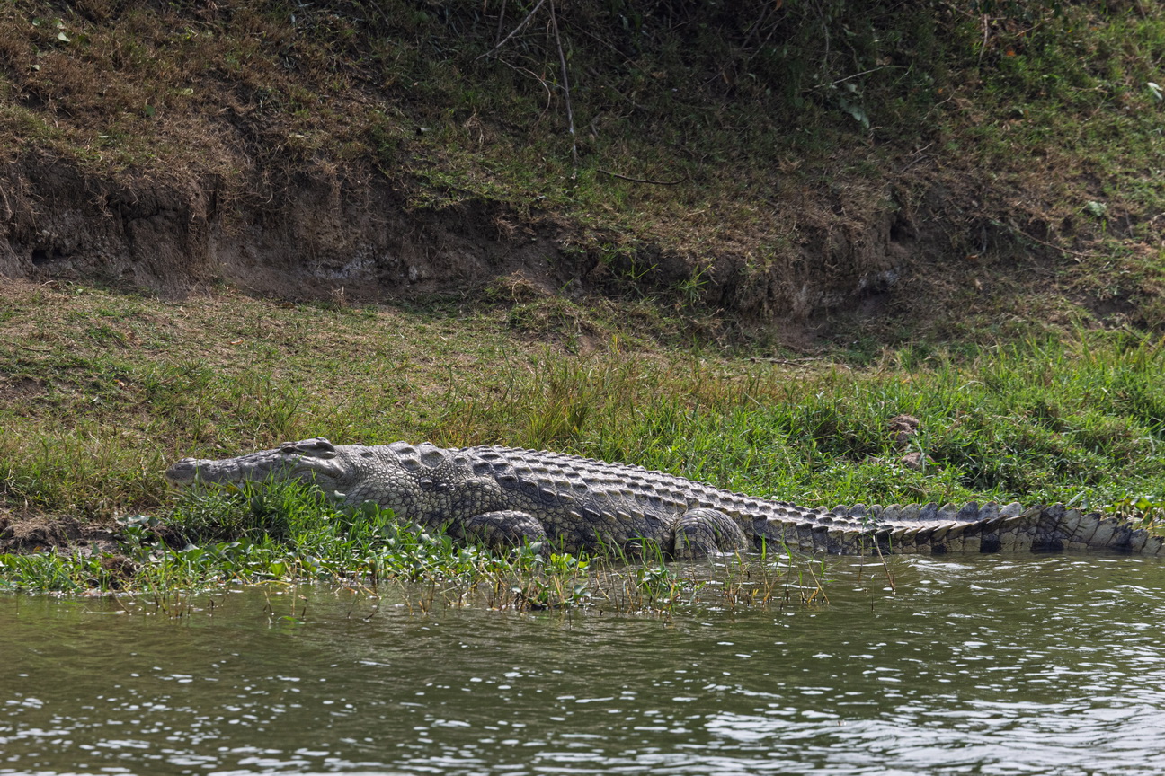 4932 Kazinga kanaal Nijlkrokodil.jpg