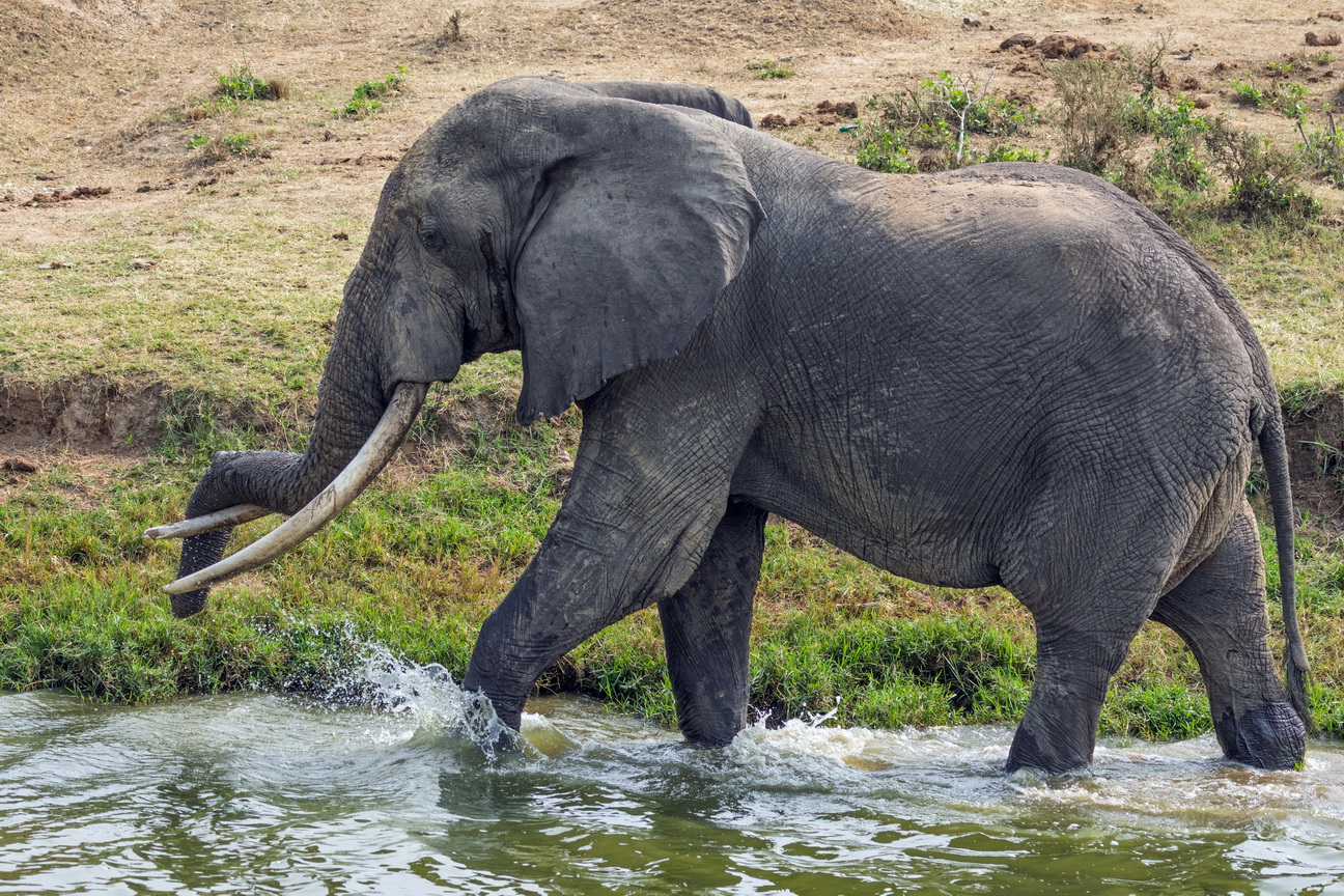 4948 Kazinga kanaal Olifant.jpg