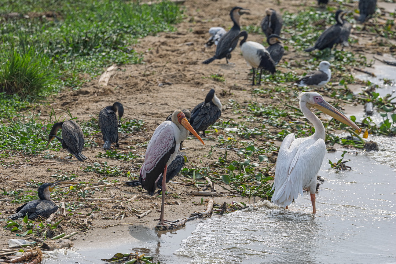 4955 Kazinga kanaal Nimmerzat en Witte Pelikaan.jpg