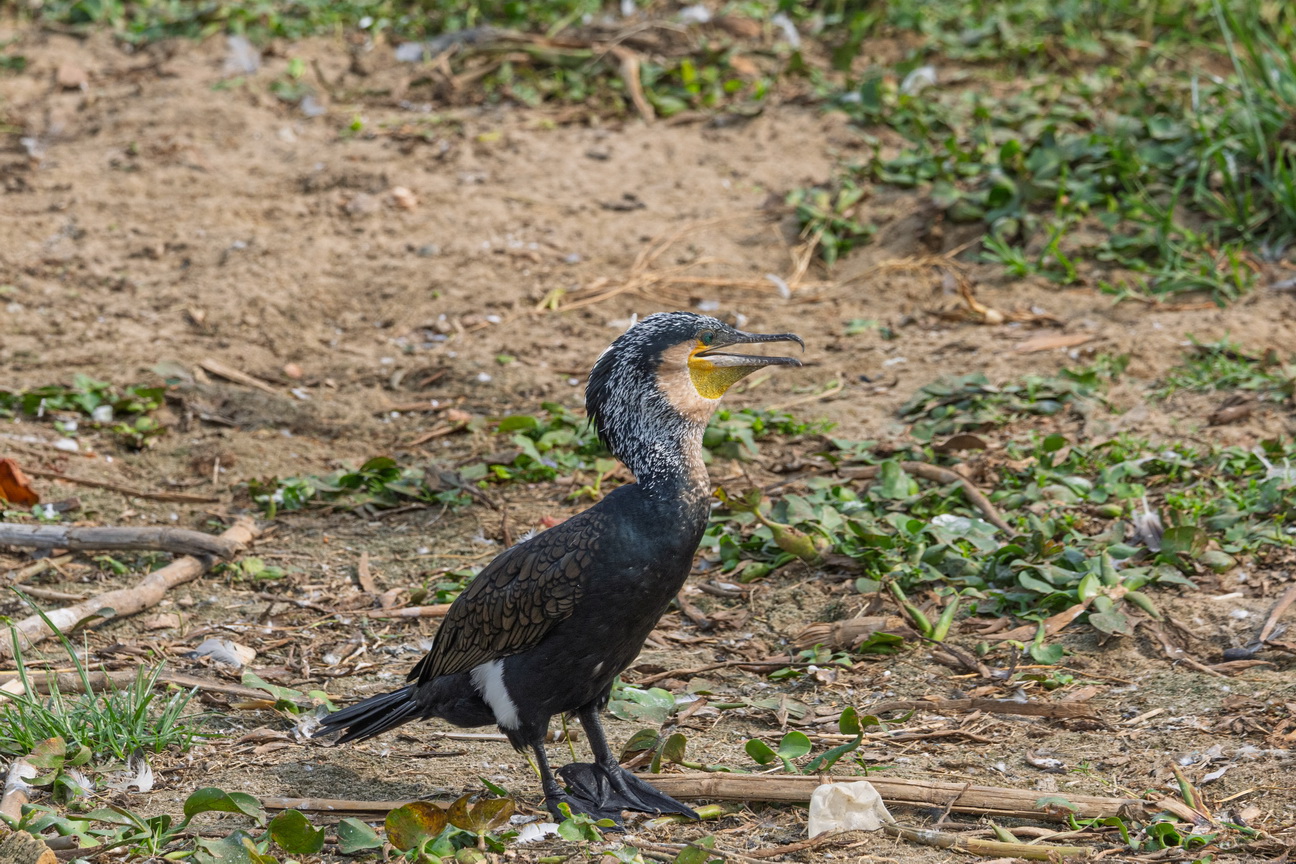 4962 Kazinga kanaal Aalscholver.jpg
