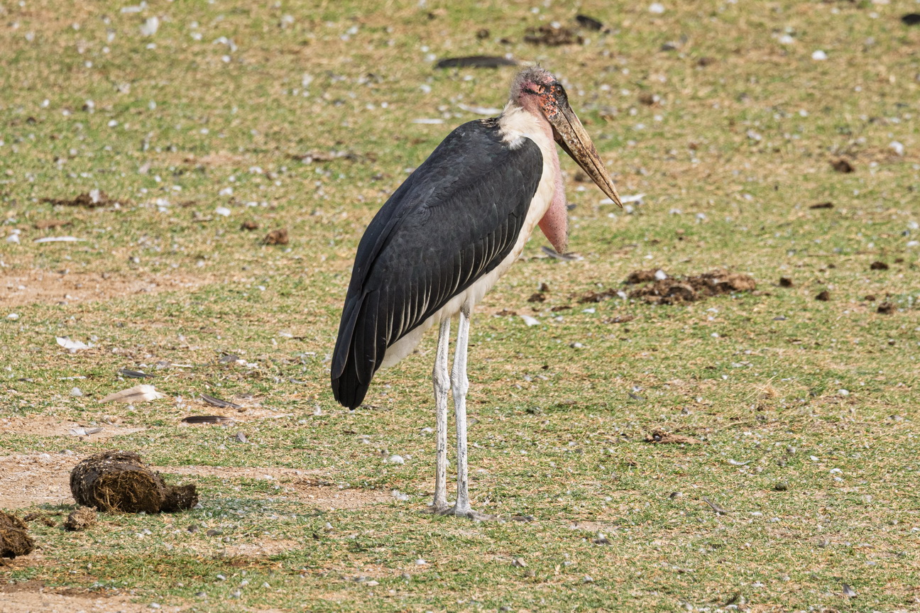 4967 Kazinga kanaal Maraboe.jpg