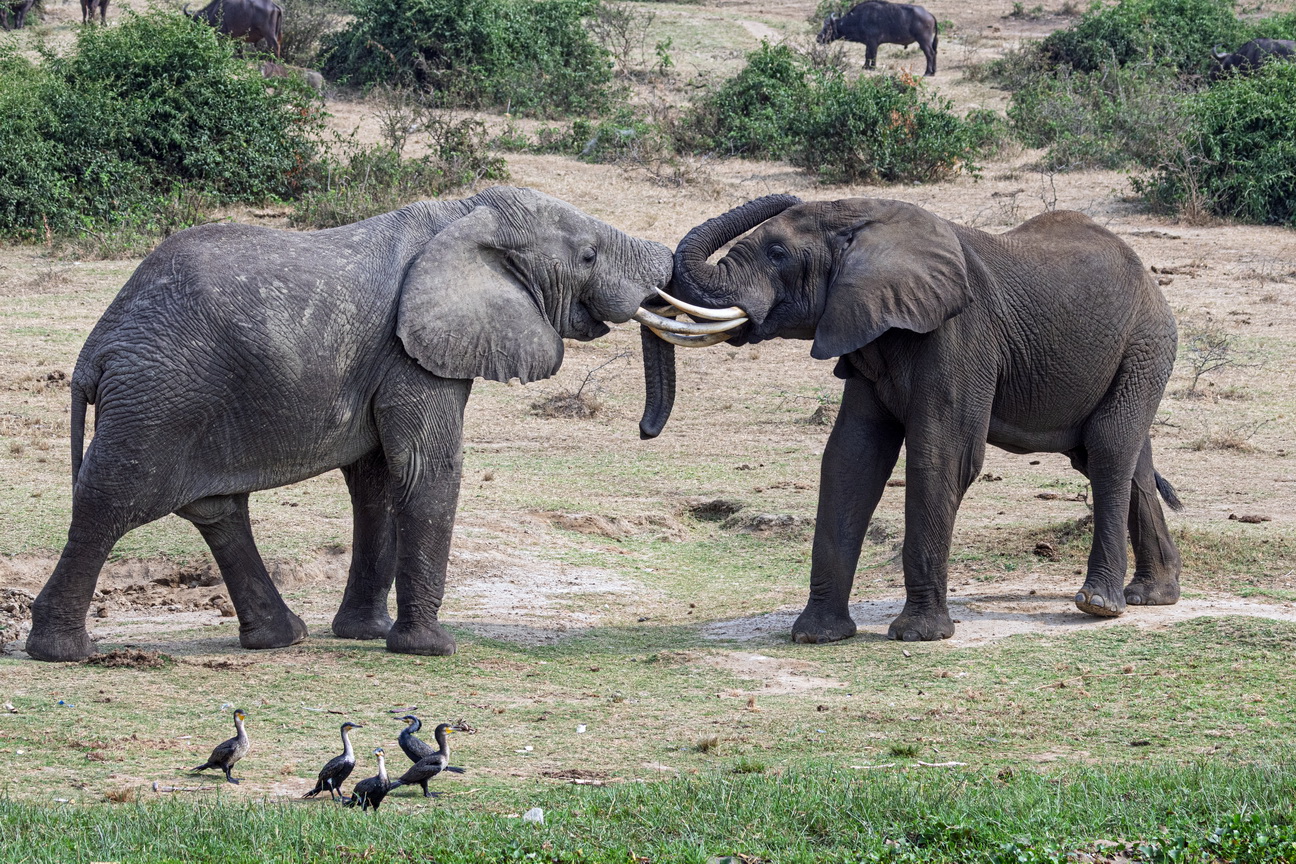 4968 Kazinga kanaal Olifant.jpg