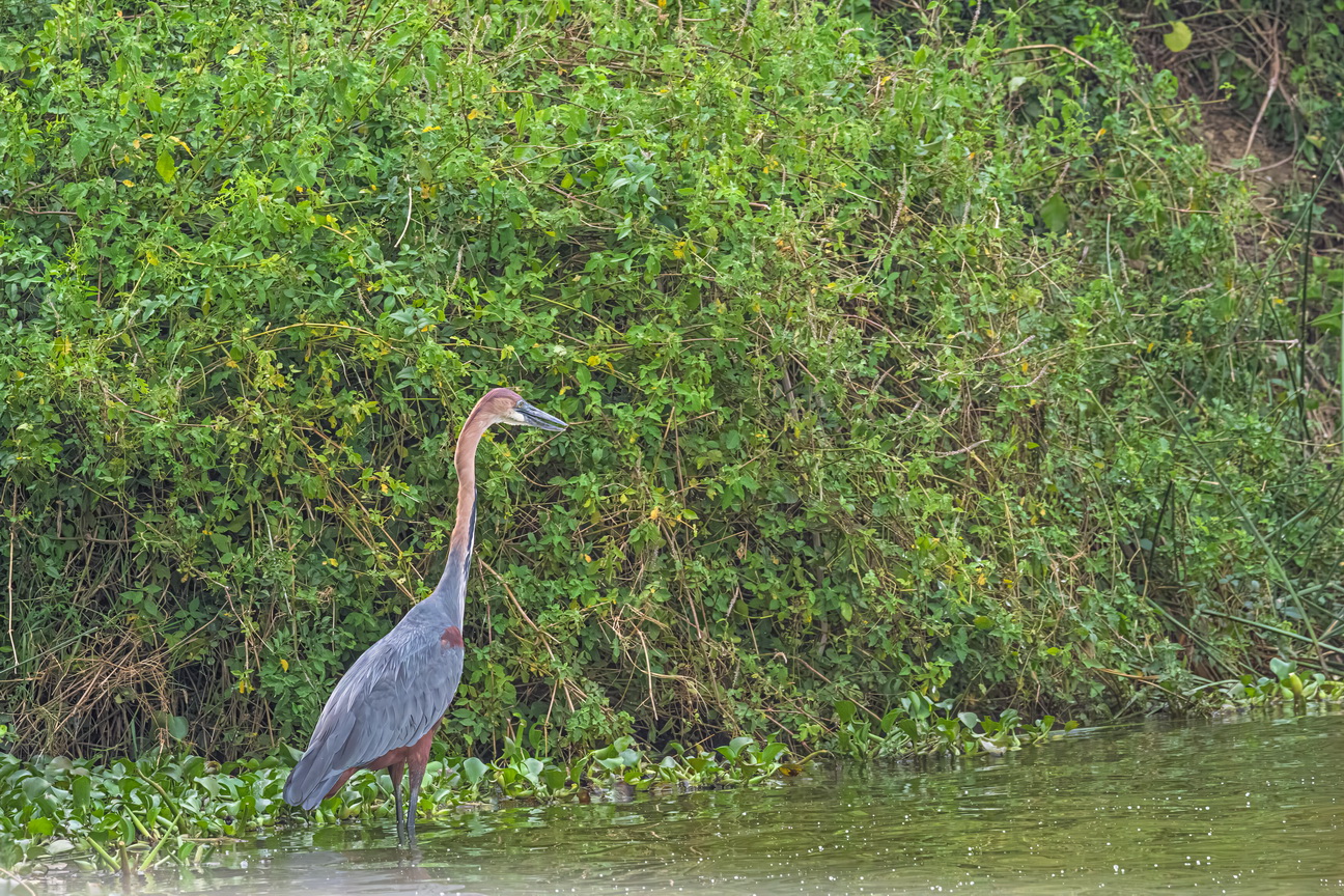 4979 Kazinga kanaal Reuzenreiger.jpg