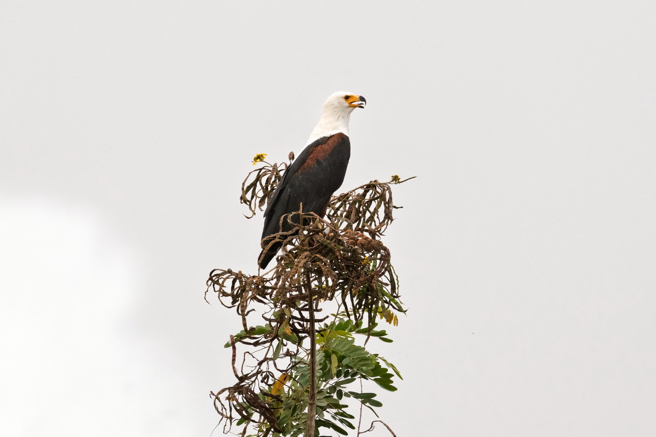 4981 Kazinga kanaal Visarend.jpg