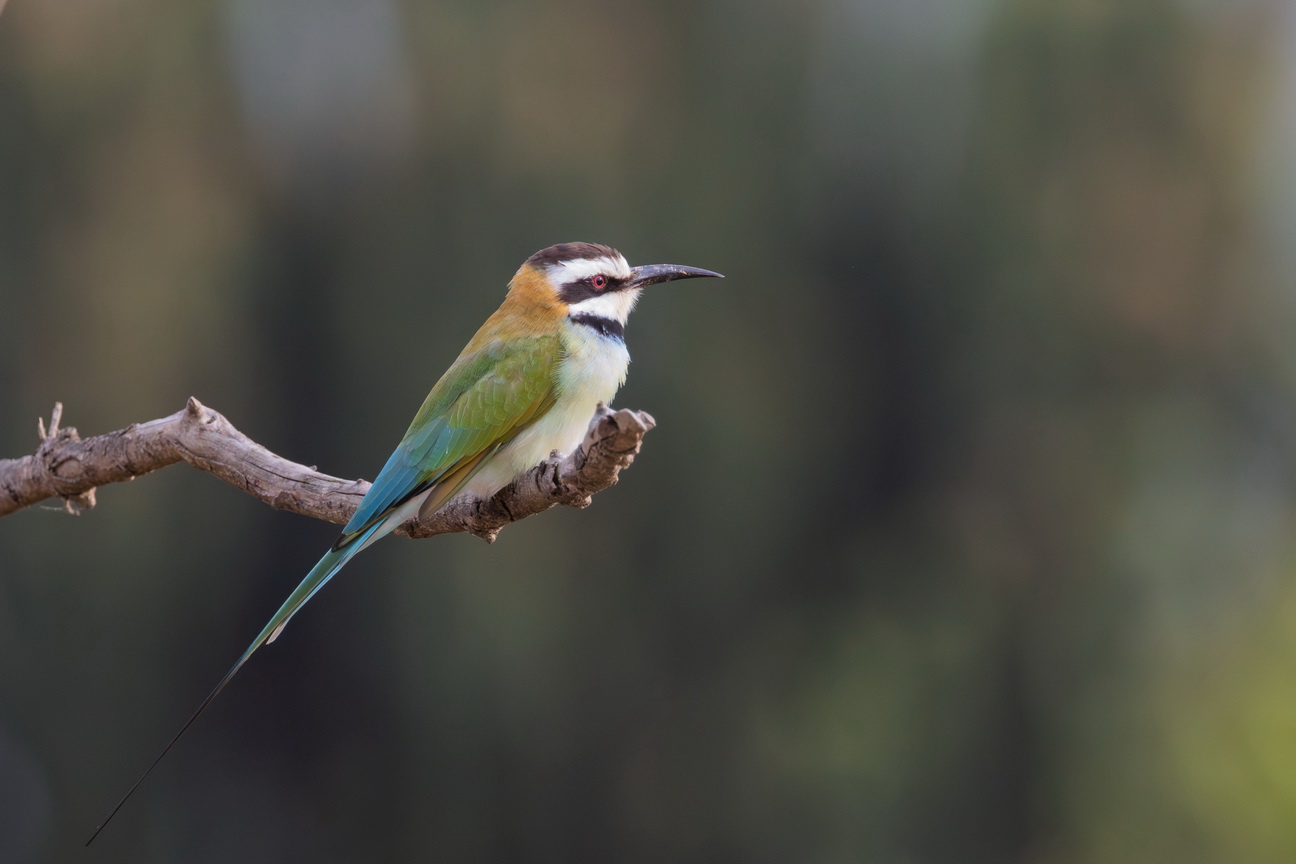 5001 Kazinga kanaal Witkeelbijeneter.jpg