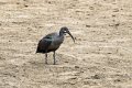 4865 Kazinga kanaal Hadada Ibis