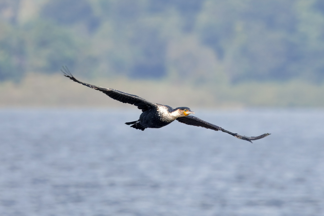 5147 Lake Mutanda AAlscholver.jpg