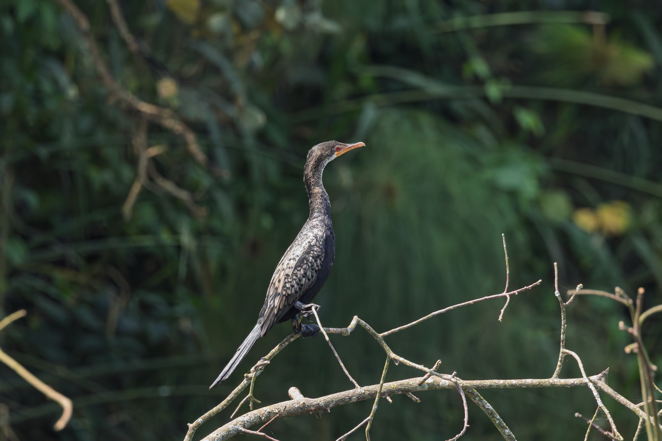 5156 Lake Mutanda Afrikaanse Dwergaalscholver.jpg