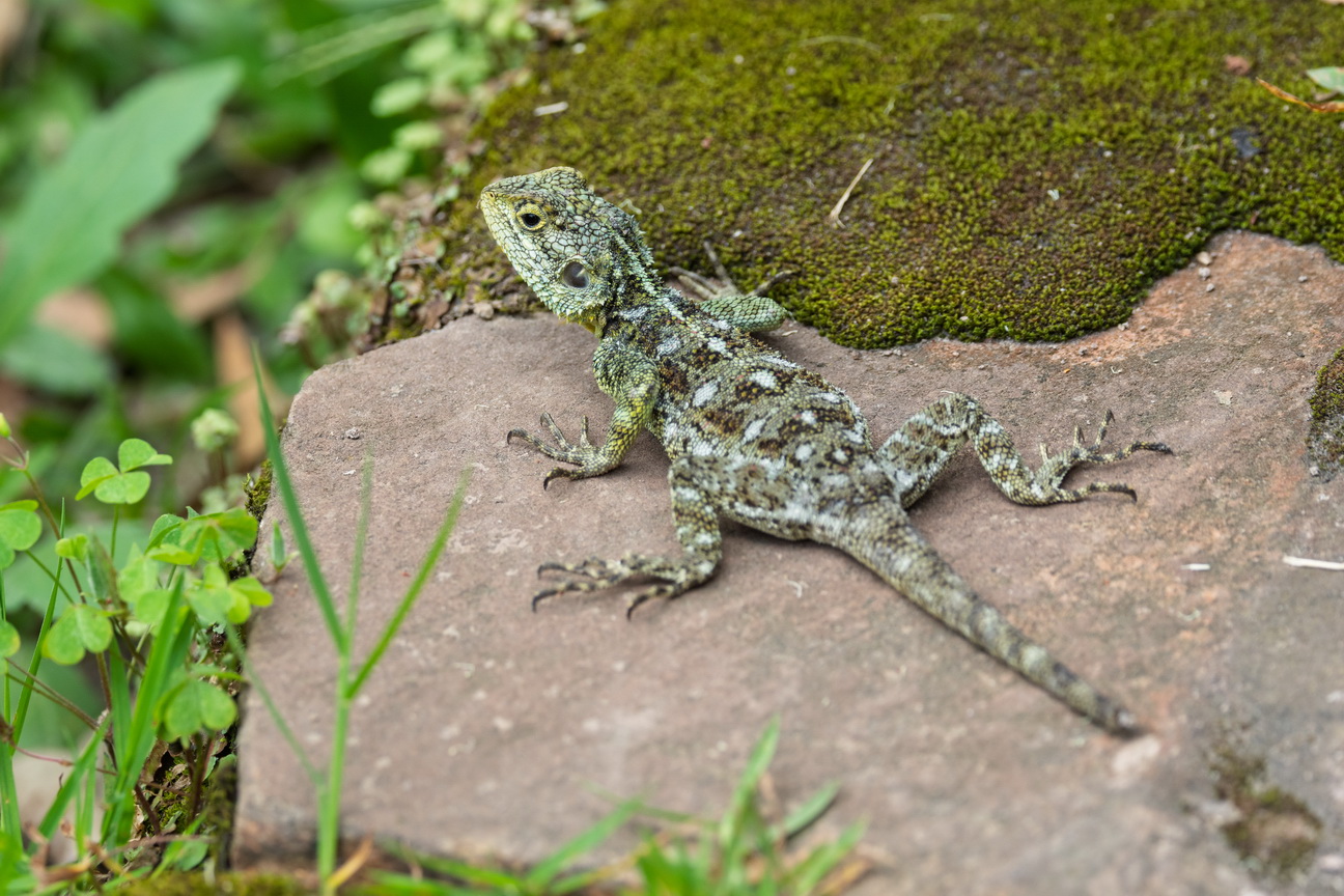 5175 Lake Mutanda Groene Agame.jpg