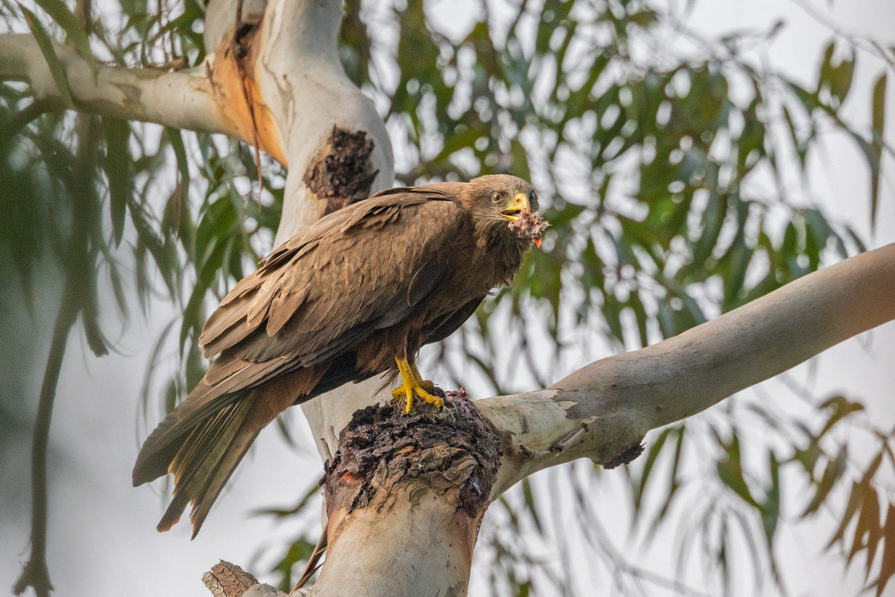 5184 Lake Mutanda Zwarte Wouw.jpg