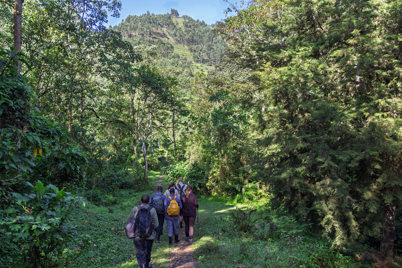 5035 Bwindi Forest Gorilla tracking.jpg