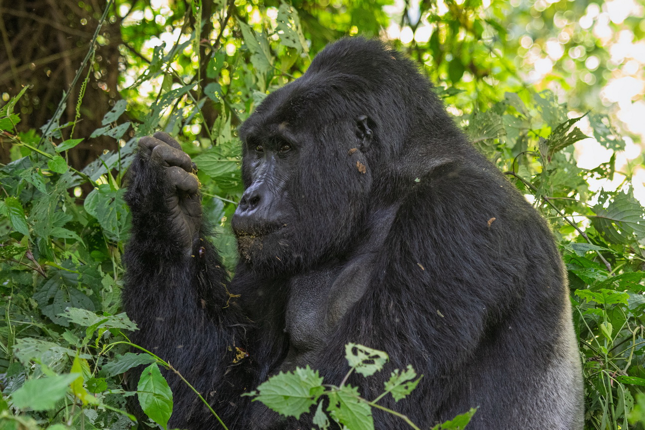 5044 Bwindi Forest Gorilla tracking.jpg