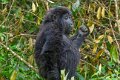 5061 Bwindi Forest Gorilla tracking