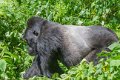 5101 Bwindi Forest Gorilla tracking