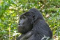 5109 Bwindi Forest Gorilla tracking-1