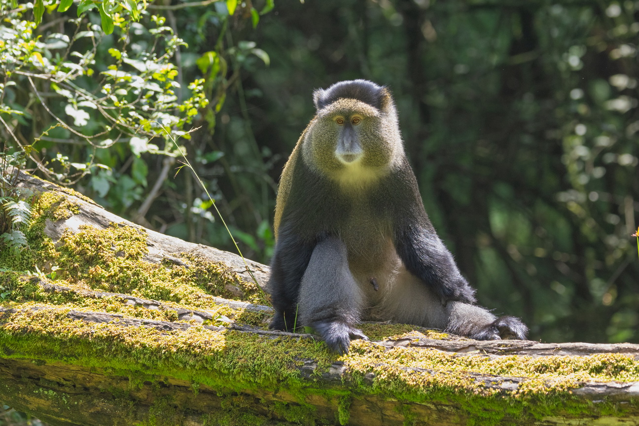 5227 Mgahinga NP Gouden Meerkat.jpg