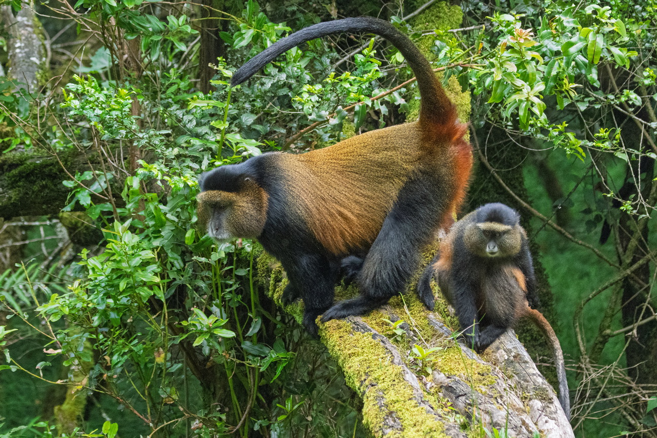 5248 Mgahinga NP Gouden Meerkat.jpg