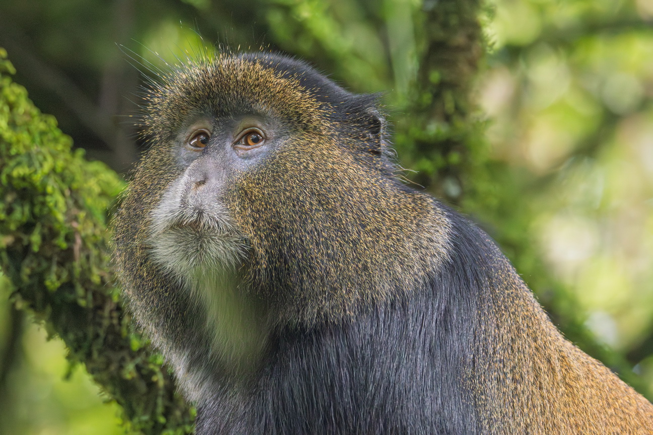 5273 Mgahinga NP Gouden Meerkat.jpg