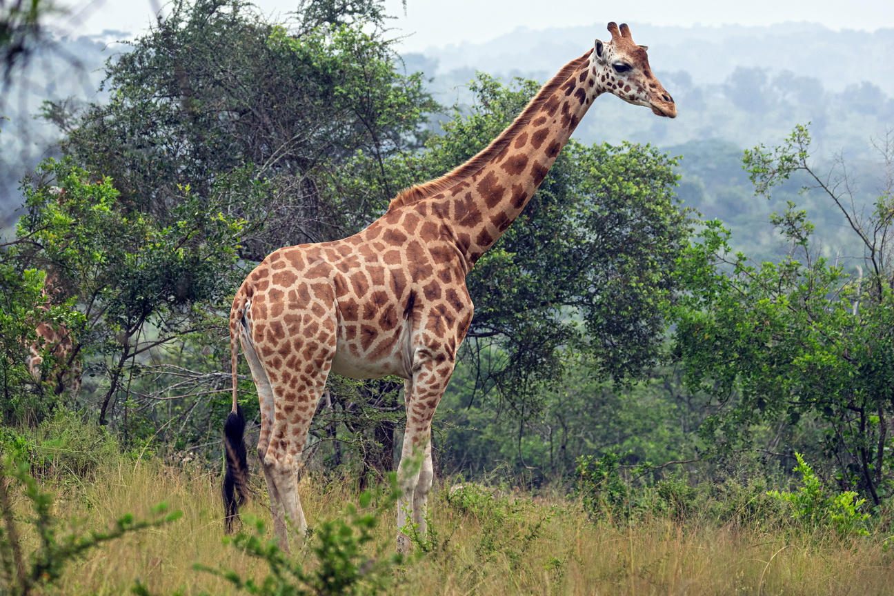 5344 Lake Mburu Giraf.jpg